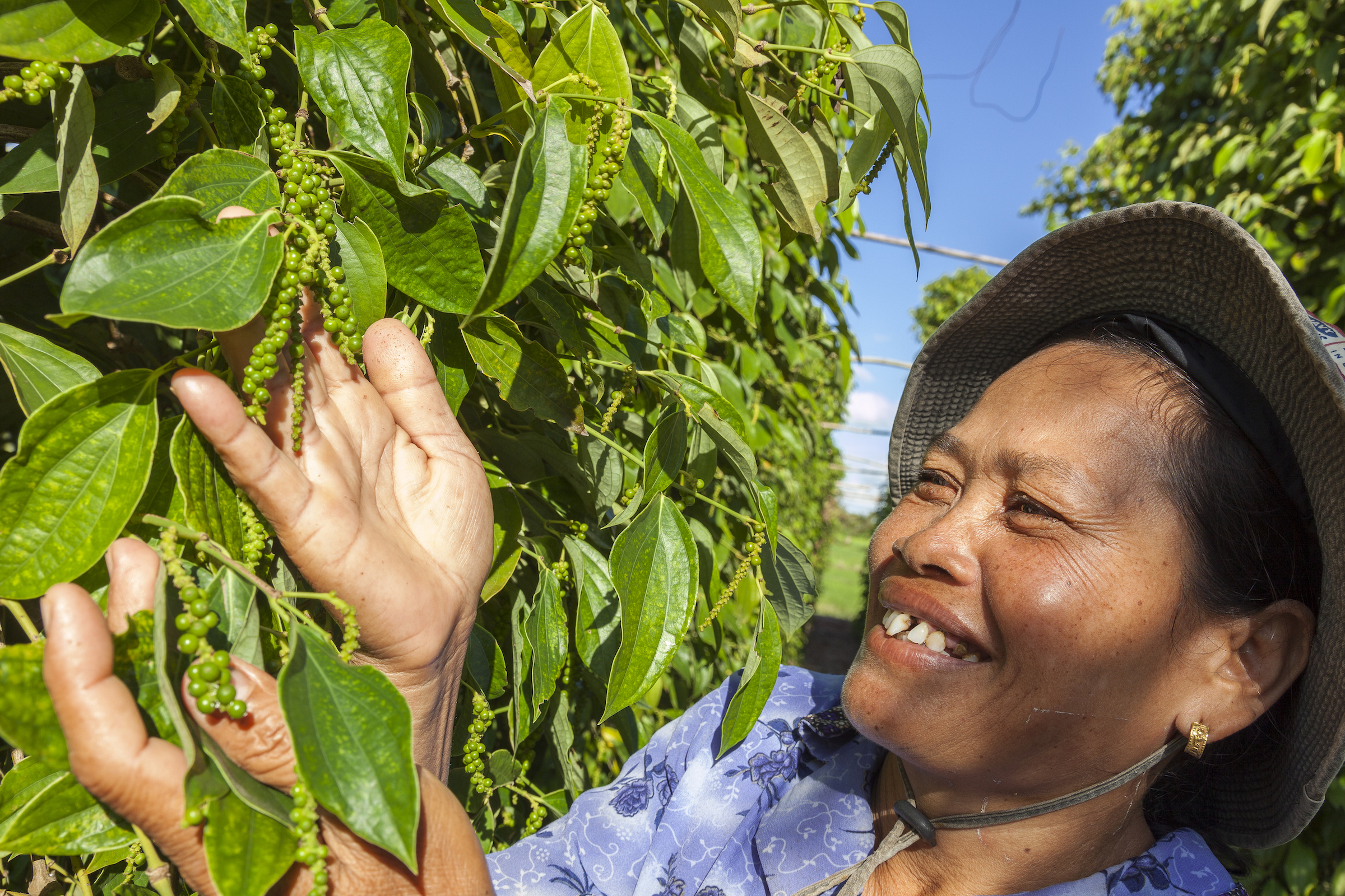 Green Kampot Pepper on the vine