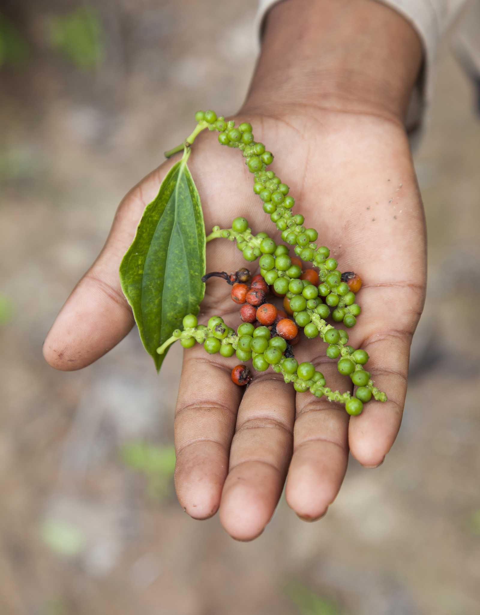 Green and red Kampot pepper